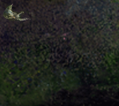 Great white herons by Frances Newell